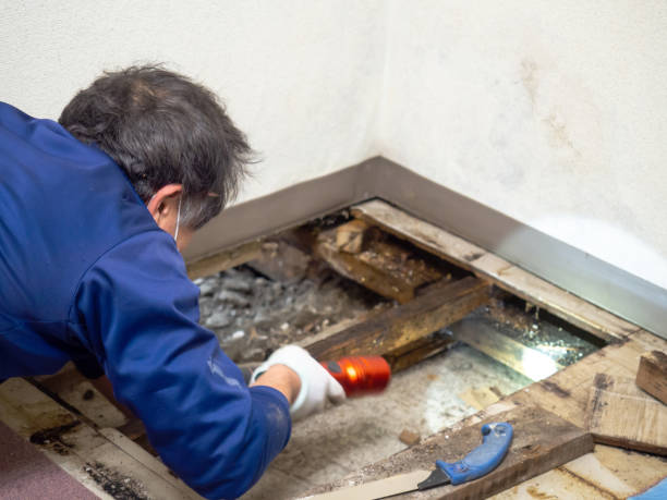 Best Certified Mold Removal  in Eddington, PA
