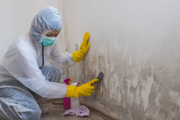Mold Removal and Inspection in Eddington, PA