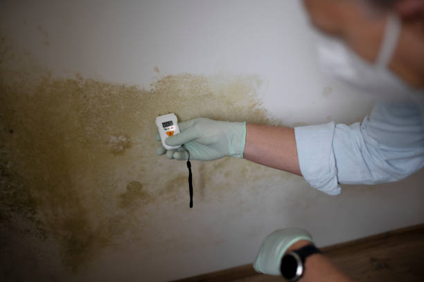 Best Emergency Mold Removal  in Eddington, PA
