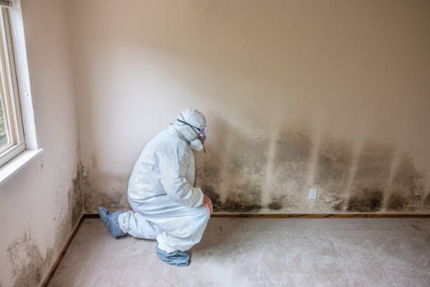 Eddington, PA Mold Removal Company