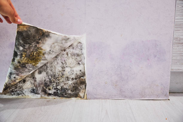 Best Professional Mold Removal  in Eddington, PA